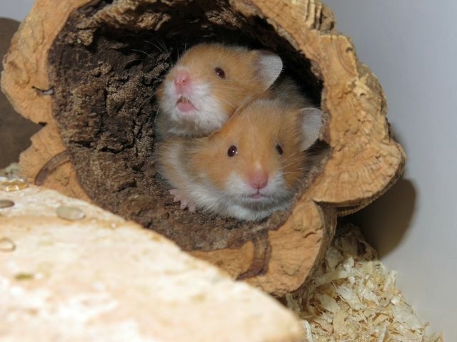 Hamsterhilfe Südwest Cinnamon Hamsterkinder