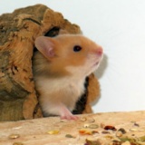 Hamsterhilfe Südwest