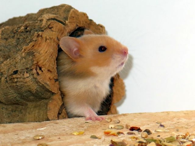 Hamsterhilfe Südwest