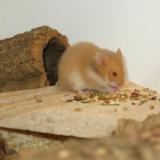 Hamsterhilfe Südwest