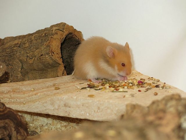 Hamsterhilfe Südwest