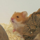 Hamsterhilfe Südwest Teddyhamster Cinnamon