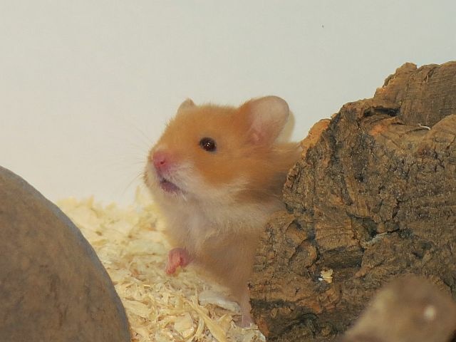 Hamsterhilfe Südwest Teddyhamster Cinnamon