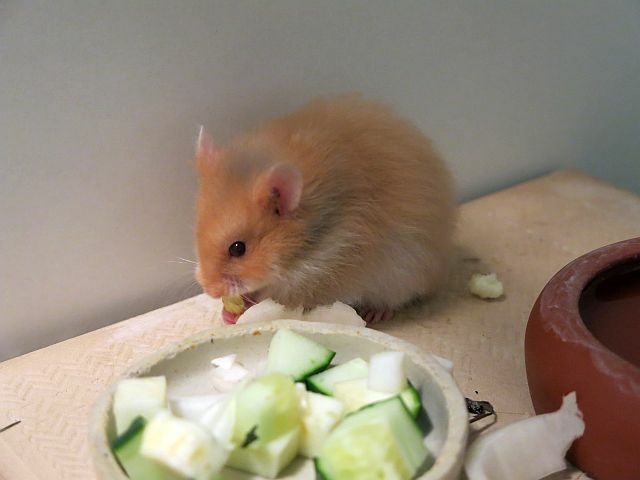 Hamsterhilfe Südwest Teddyhamster Cinnamon