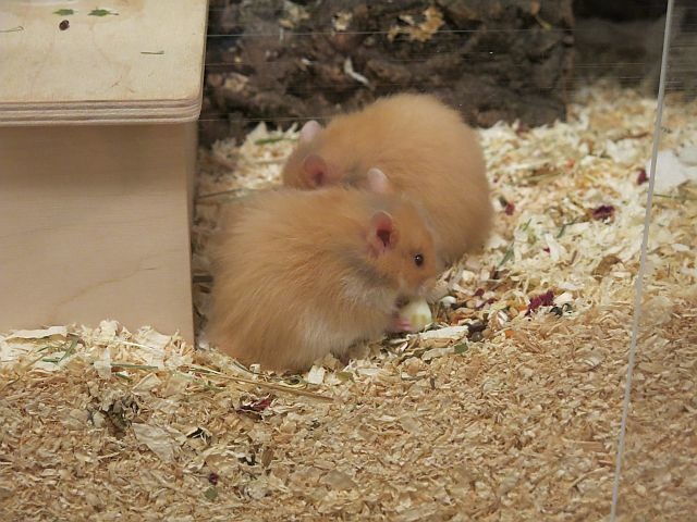 Hamsterhilfe Südwest Teddyhamster Cinnamon