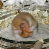 Hamsterhilfe Südwest Teddyhamster Cinnamon