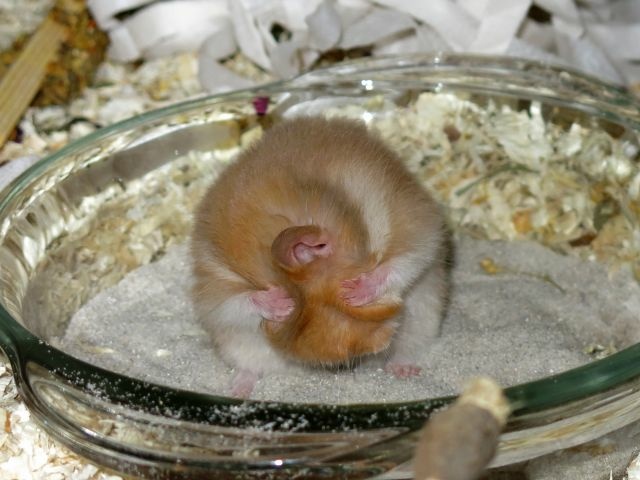 Hamsterhilfe Südwest Teddyhamster Cinnamon