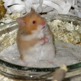 Hamsterhilfe Südwest Teddyhamster Cinnamon
