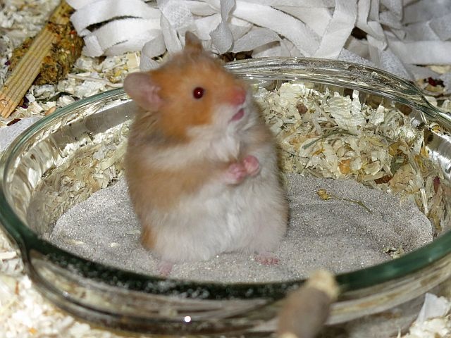 Hamsterhilfe Südwest Teddyhamster Cinnamon