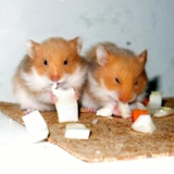 Hamsterhilfe Südwest Teddyhamster Cinnamon