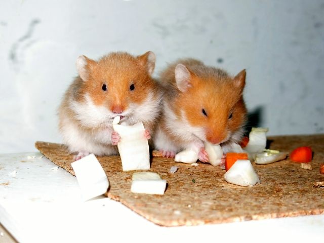 Hamsterhilfe Südwest Teddyhamster Cinnamon