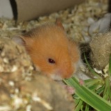 Hamsterhilfe Südwest Teddyhamster Cinnamon