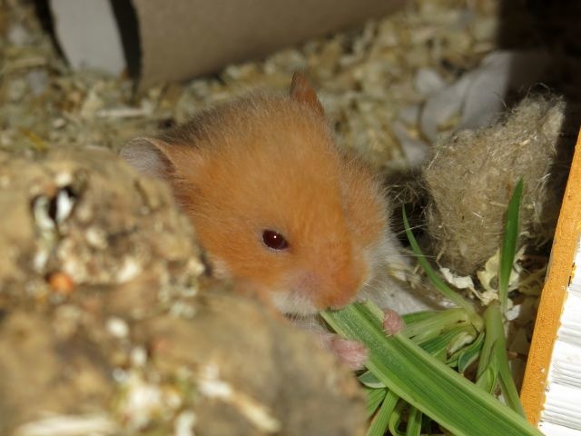 Hamsterhilfe Südwest Teddyhamster Cinnamon