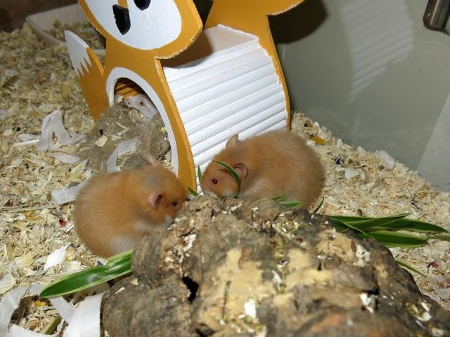 Hamsterhilfe Südwest Teddyhamster Cinnamon