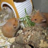 Hamsterhilfe Südwest Cinnamon Hamsterkinder