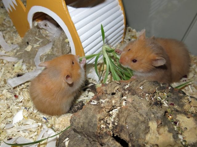 Hamsterhilfe Südwest Cinnamon Hamsterkinder