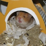 Hamsterhilfe Südwest Teddyhamster Cinnamon