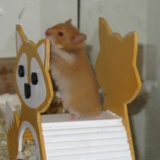 Hamsterhilfe Südwest Teddyhamster Cinnamon