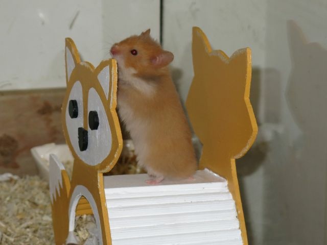 Hamsterhilfe Südwest Teddyhamster Cinnamon