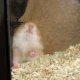 Hamsterhilfe Südwest Teddyhamster Cinnamon