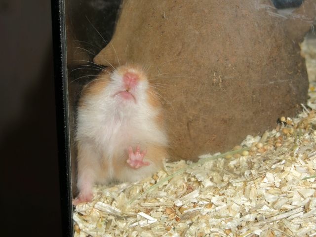Hamsterhilfe Südwest Teddyhamster Cinnamon