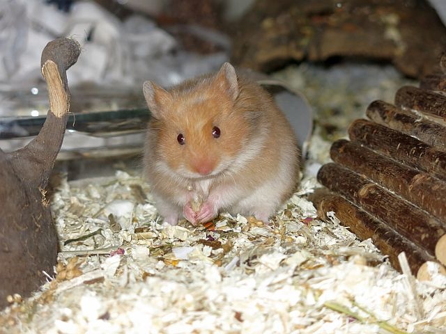Hamsterhilfe Südwest Teddyhamster Cinnamon