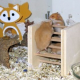 Hamsterhilfe Südwest Teddyhamster Cinnamon