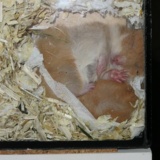 Hamsterhilfe Südwest Teddyhamster Cinnamon