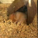 Hamsterhilfe Südwest Teddyhamster Cinnamon