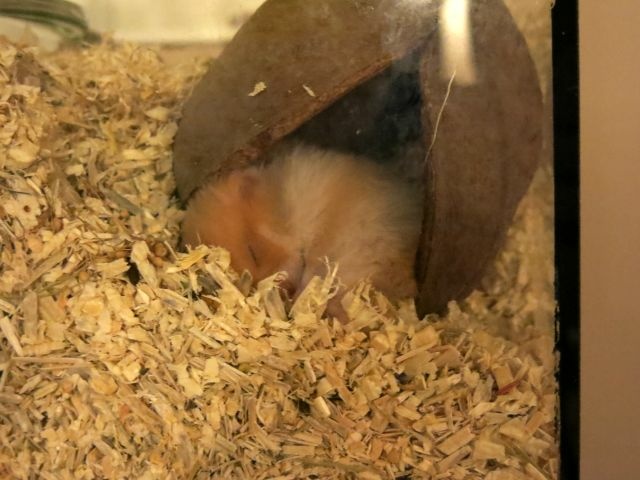 Hamsterhilfe Südwest Teddyhamster Cinnamon