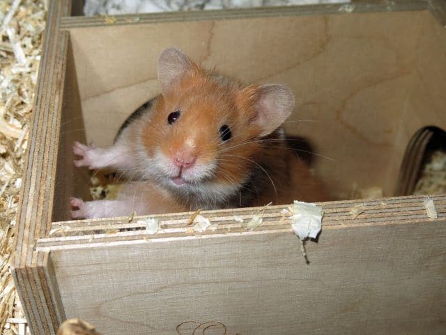 Hamsterhilfe Suuedwest Teddyhamster Cinnamon