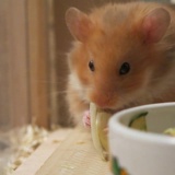Hamsdterhilfe Suedwest Teddyhamster Cinnamon