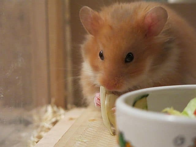 Hamsdterhilfe Suedwest Teddyhamster Cinnamon