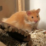 Hamsterhilfe Suedwest Teddyhamster Cinnamon