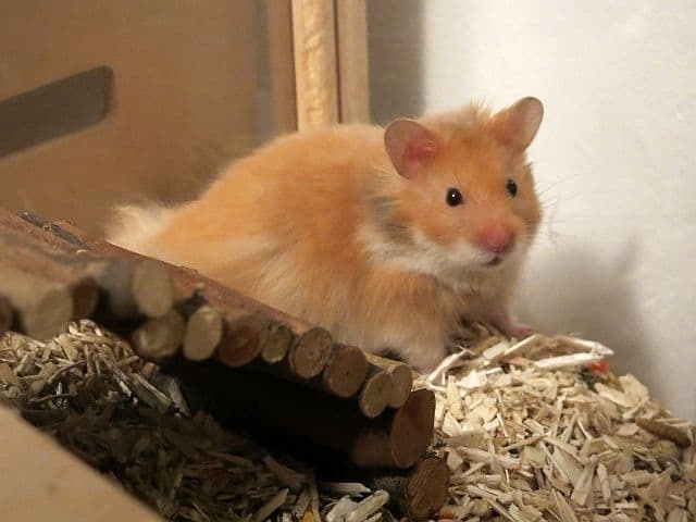 Hamsterhilfe Suedwest Teddyhamster Cinnamon