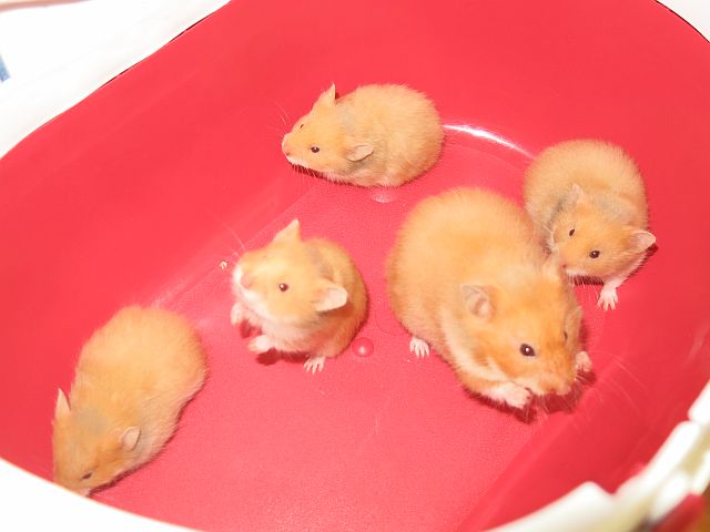 Hamsterhilfe Südwest Teddyhamster Cinnamon