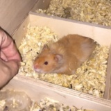 Hamsterhilfe Südwest Teddyhamster Zimt