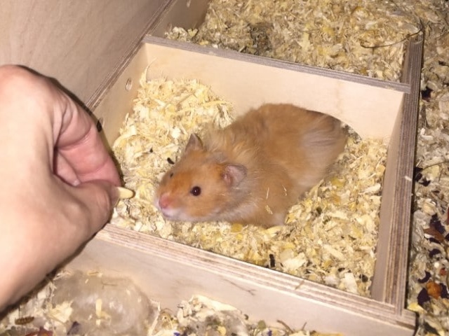Hamsterhilfe Südwest Teddyhamster Zimt