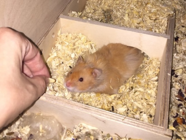 Hamsterhilfe Südwest Teddyhamster Zimt