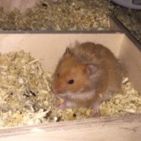 Hamsterhilfe Südwest Teddyhamster Zimt