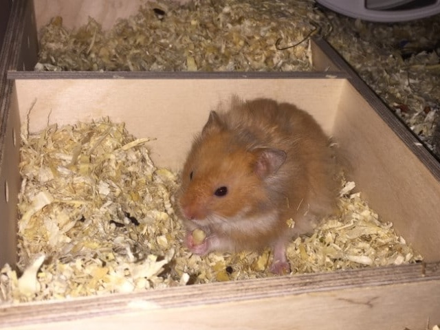 Hamsterhilfe Südwest Teddyhamster Zimt