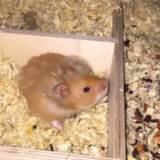 Hamsterhilfe Südwest Teddyhamster Zimt