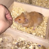 Hamsterhilfe Südwest Teddyhamster Zimt