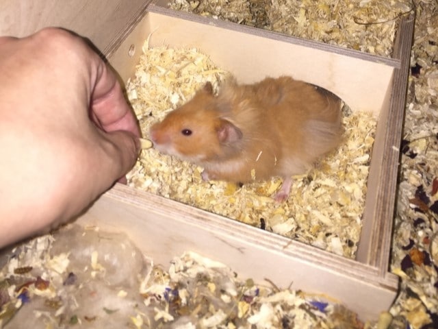 Hamsterhilfe Südwest Teddyhamster Zimt