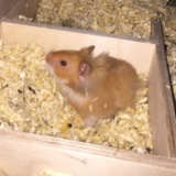 Hamsterhilfe Südwest Teddyhamster Zimt