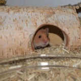 Hamsterhilfe Südwest Teddyhamster