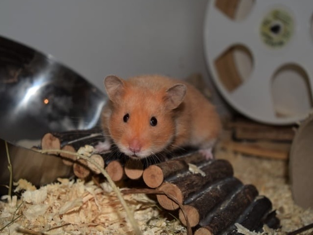 Hamsterhilfe Südwest Teddyhamster