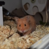 Hamsterhilfe Südwest Teddyhamster