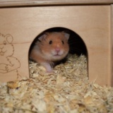 Hamsterhilfe Südwest Teddyhamster