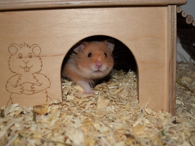 Hamsterhilfe Südwest Teddyhamster